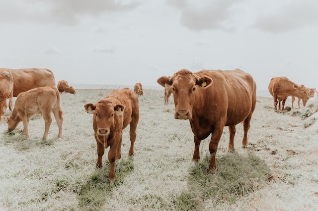  Cattle Breeding: Enhancing Livestock Quality and Profitability