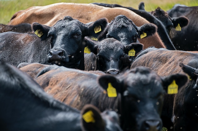  The Art of Cattle Breeding: A Guide to Successful Cattle Rearing